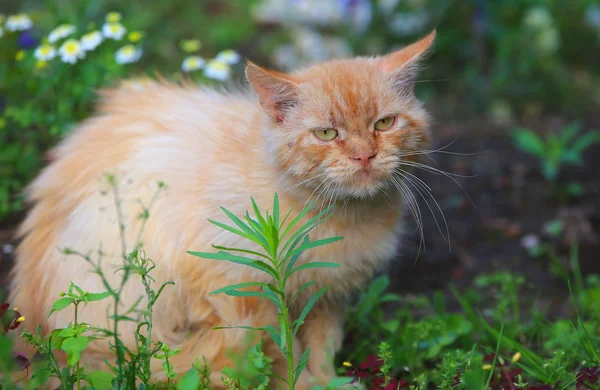 Dakloze kat gember wandelen in de tuin — Stockfoto