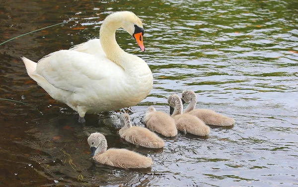 Madre cisne blanca con bebés nadando en el agua — Foto de Stock