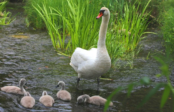 Mãe cisne branco com bebês nadando na água — Fotografia de Stock