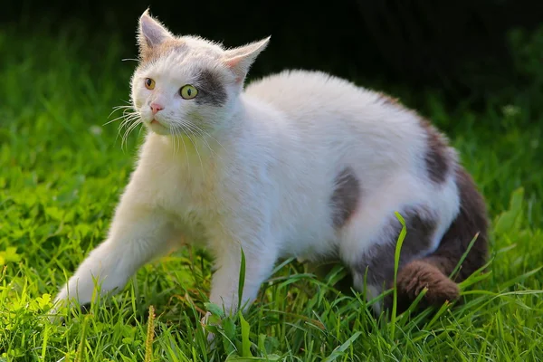 O gato de olhos fechados que anda ao ar livre — Fotografia de Stock