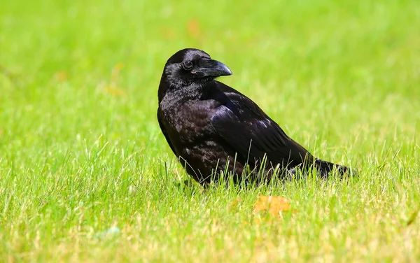 Big black raven sitting on the green grass — Stock Photo, Image