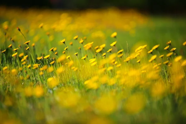Lato łąka roślin pod światło słoneczne — Zdjęcie stockowe