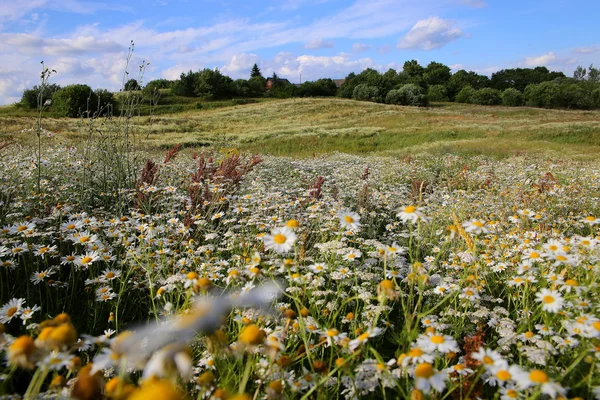 Lato łąka roślin pod światło słoneczne — Zdjęcie stockowe