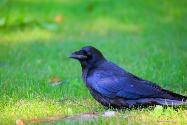 Yeşil çimenlerin üzerinde oturan büyük siyah kuzgun