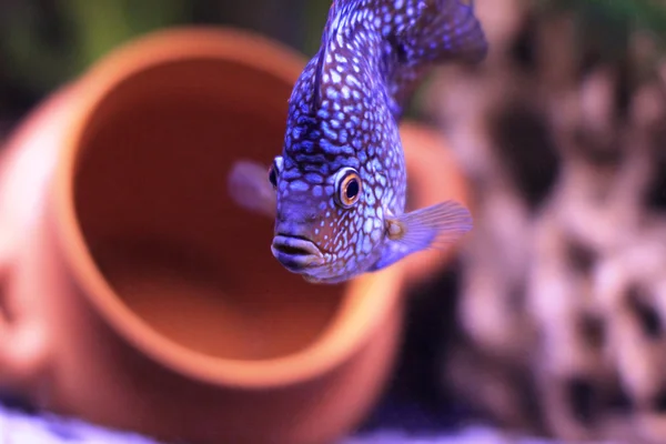 Cichlide vissen zwemmen in het aquariumwater Rechtenvrije Stockfoto's