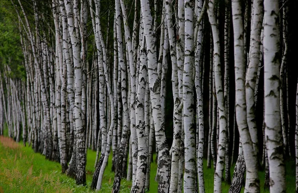 Sommaren björkskog — Stockfoto