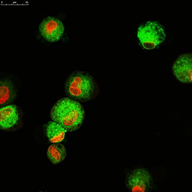 dendriric hücreleri floresan molekülleri ile Etiketlenmiş