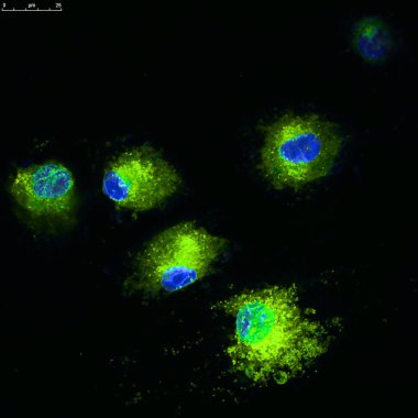 dendriric hücreleri floresan molekülleri ile Etiketlenmiş
