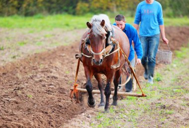 Vitebsk Region, Beyaz Rusya Ekim 2014: At-hasat pulluk sırasında