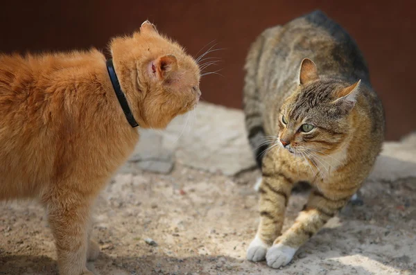 Bestrijding van katten — Stockfoto