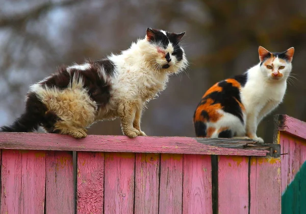 Gatos amigáveis — Fotografia de Stock