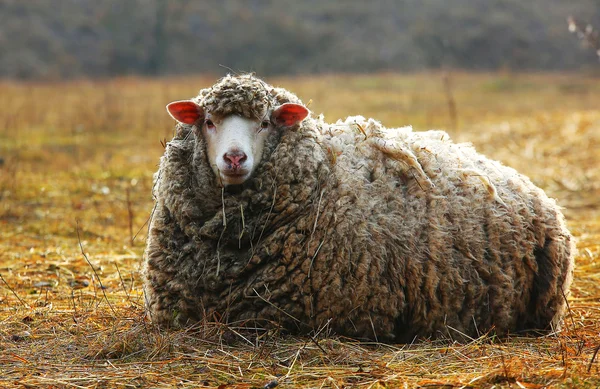 Die Schafe — Stockfoto