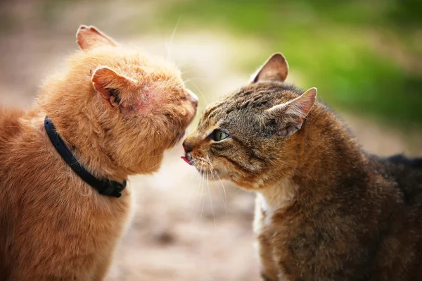 Gatos sem abrigo — Fotografia de Stock