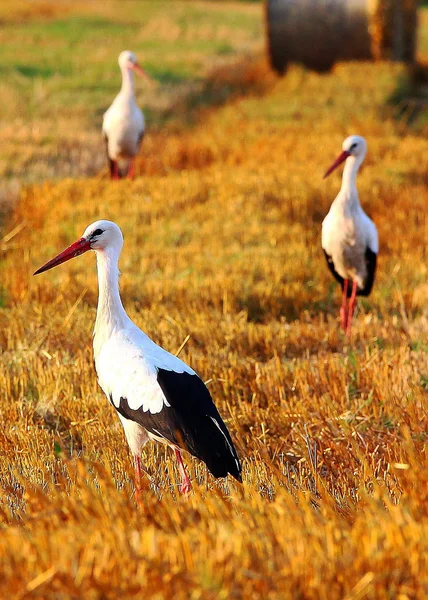 Störche auf dem Feld — Stockfoto