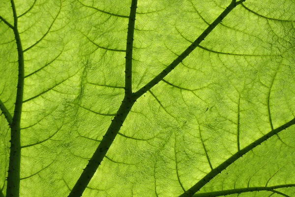 Folha de planta Gunnera gigante retroiluminada — Fotografia de Stock