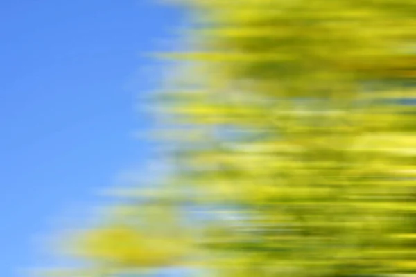 Arbre Flou Bleu Ciel Été Fond — Photo