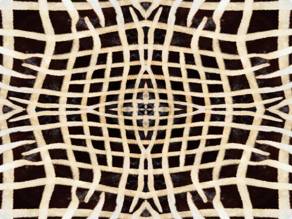 얼룩말 모피 패턴 — 스톡 사진