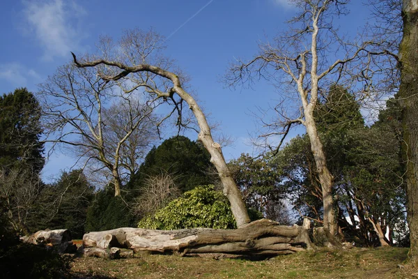 Gevelde oude boom — Stockfoto