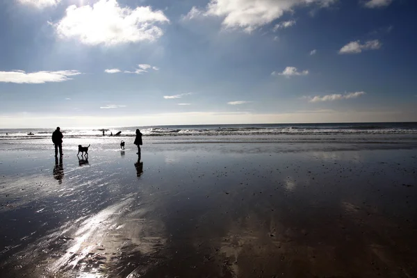 Dog walking on a beach in winter — Stock Photo, Image