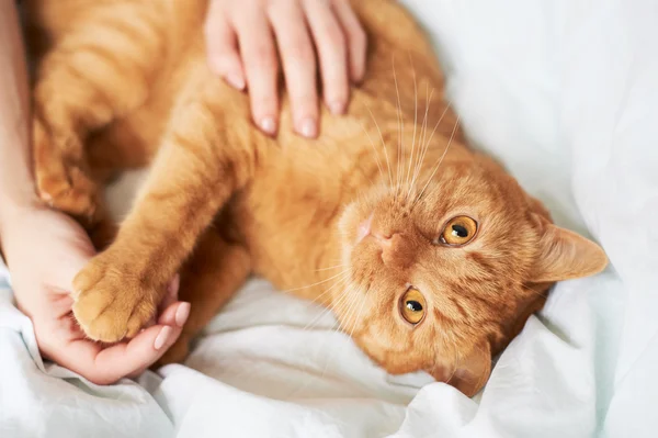 Hembra manos acariciar gato —  Fotos de Stock