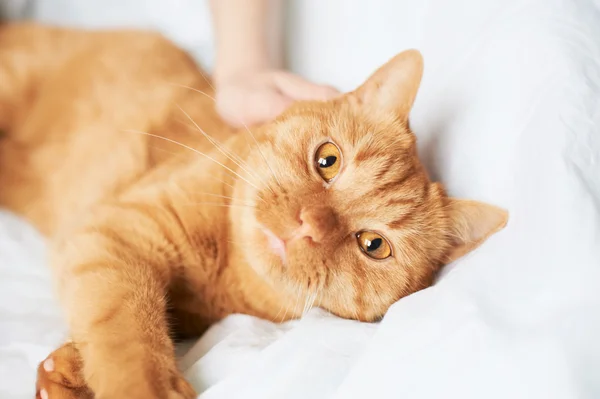 Weibliche Hand streichelt Katze — Stockfoto