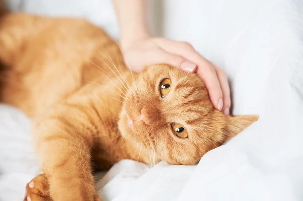 Fêmea mão carícia gato — Fotografia de Stock