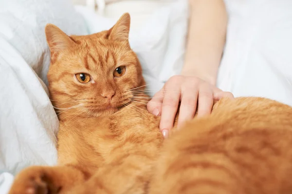 Weibliche Hand streichelt Katze — Stockfoto