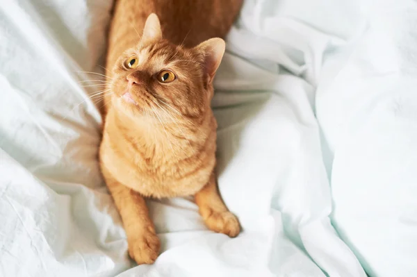 Rote Katze liegt im Bett — Stockfoto