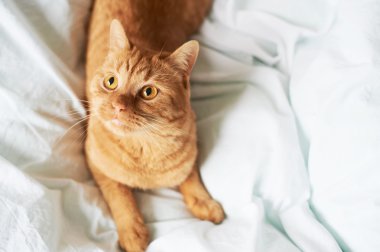 yatakta yatan kırmızı kedi