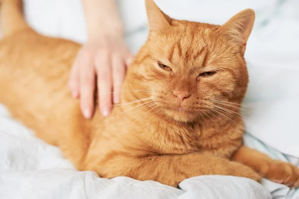 Weibliche Hand streichelt Katze — Stockfoto