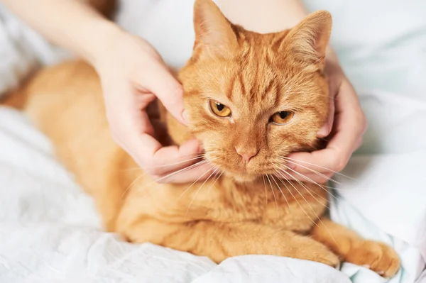 Mãos femininas acariciar gato — Fotografia de Stock