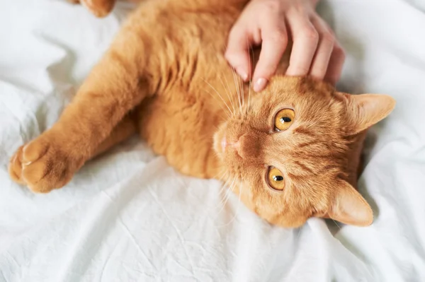 Кошка ласкает руку — стоковое фото