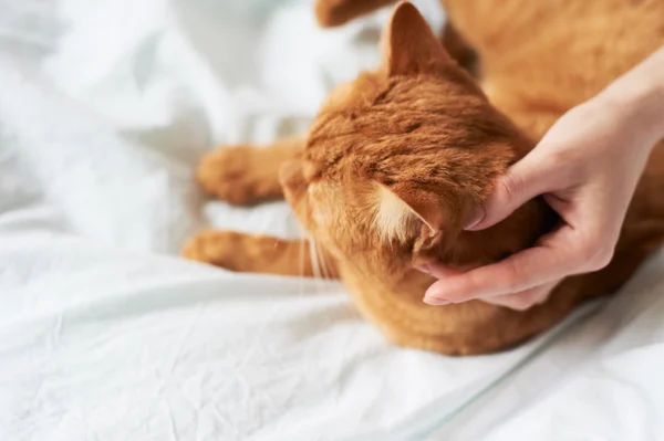 Weibliche Hand streichelt Katze — Stockfoto