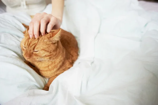 Weibliche Hand streichelt Katze — Stockfoto