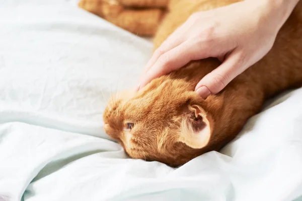 Weibliche Hand streichelt Katze — Stockfoto