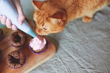 kedi kek yiyor