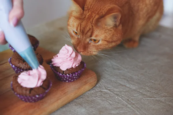 Katze frisst Muffins — Stockfoto