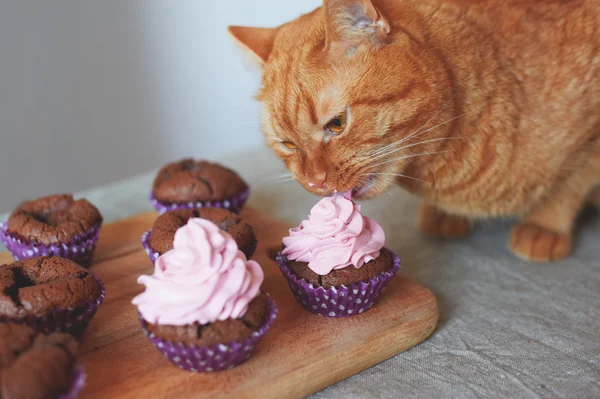 Katze frisst Muffins — Stockfoto
