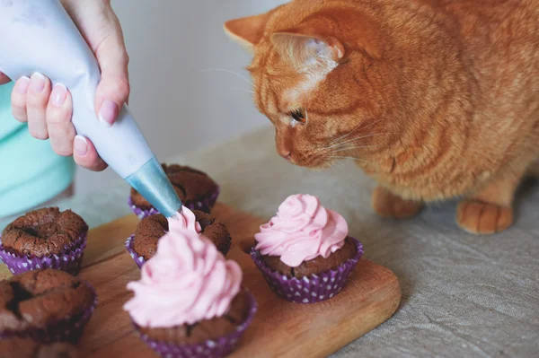 Katze bei Cupcakes — Stockfoto