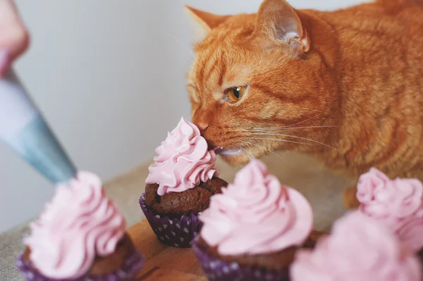 Katze frisst Muffins — Stockfoto