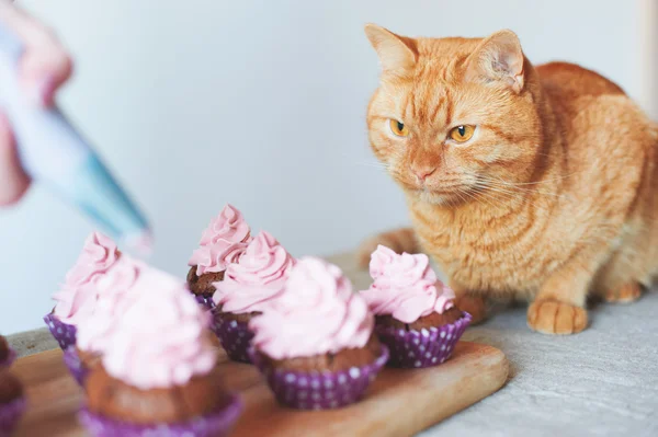 Katze bei Cupcakes — Stockfoto