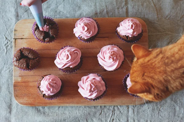 Katze frisst Muffins — Stockfoto