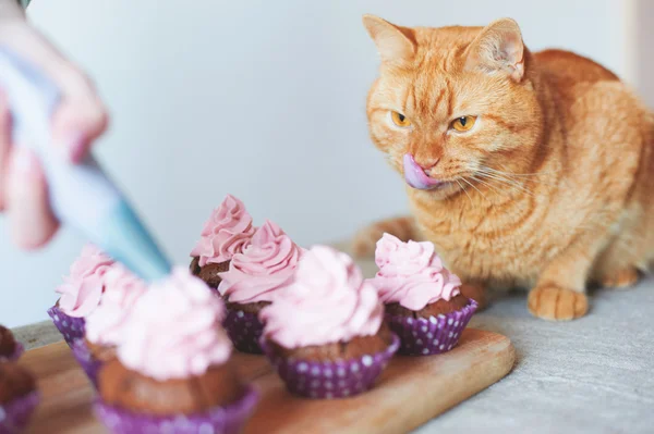 Kat in de buurt van cupcakes Rechtenvrije Stockafbeeldingen