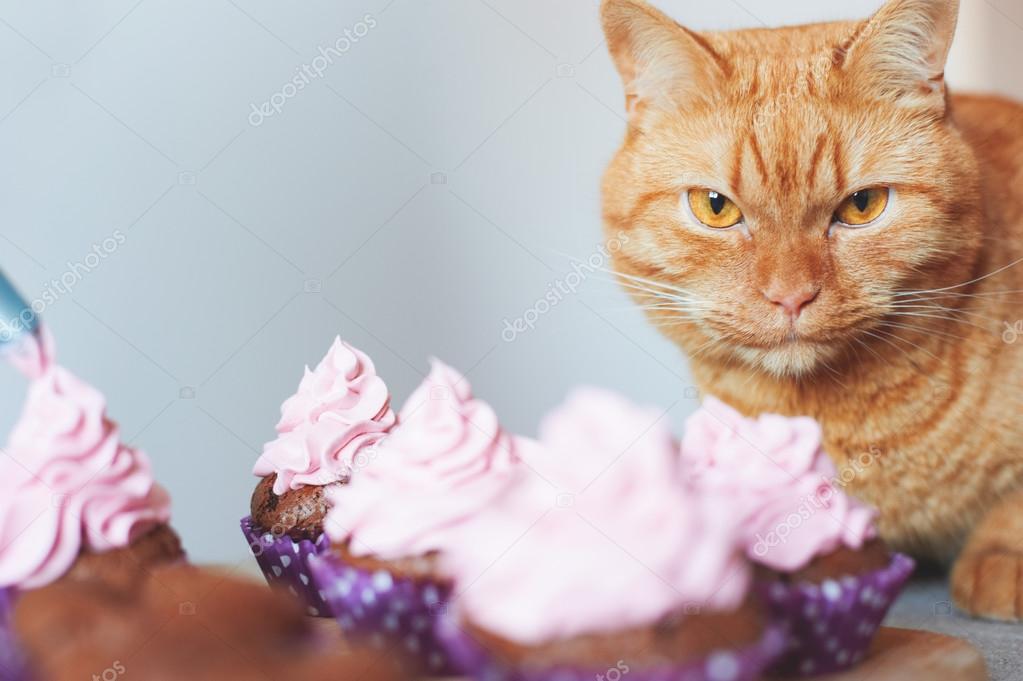 cat near cupcakes