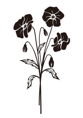 Haşhaş çiçekleri siyah siluet. Melankoli çiçeğinin melankolik görüntüsü. Beyaz arka planda izole edilmiş. Kullanılabilir vektör.