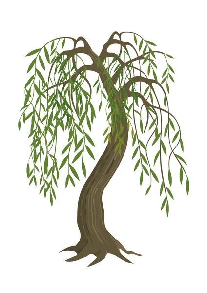 Weeping Willow Tree Colorful Illustration Melancholy Tree Motive Isolated White Vector Graphics