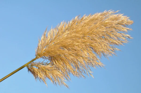 Enkelt pampas græs - Stock-foto