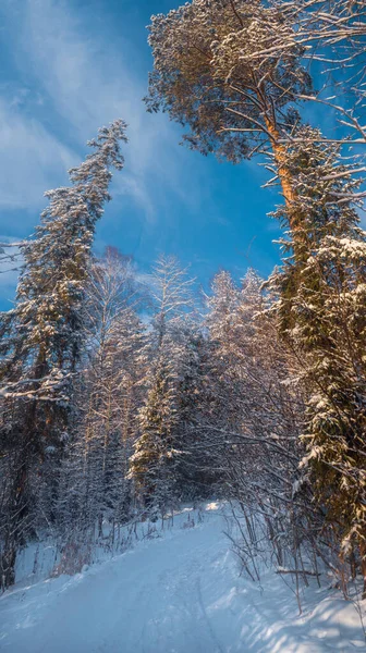 Beautiful landscape with road and conifer forest on snowy winter day