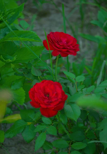 Garden red roses. Green leaves on branches, bushes of bright blooming roses on evening twilight. Natural floral background. Botanical blossom concept. Selective focus image.