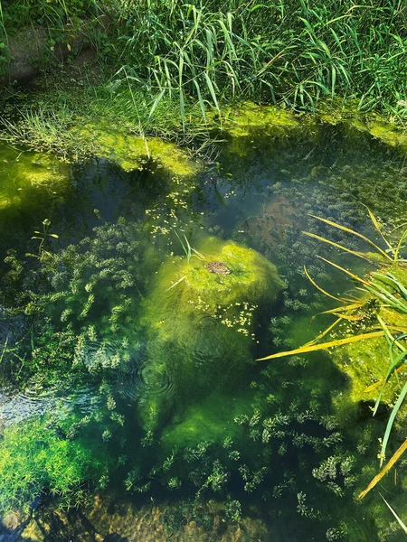 Common green frog sitting in center of a small pond during mating season. Around the frog are green flakes of grass. Russia